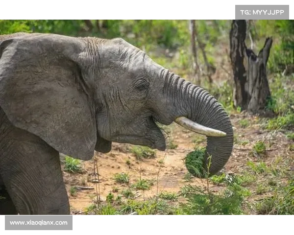 《血脉中的幽影:揭开恐怖祖先与家族命运交织的惊悚秘辛》 《血脉中的幽影:揭开恐怖祖先与家族命运交织的惊悚秘辛》
